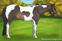 Horse Color:Buckskin Tobiano 