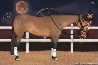 Horse Color:Buckskin Rabicano 