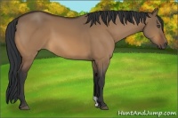 Horse Color:Bay Dun