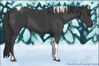 Horse Color:Smoky Black Tobiano 