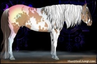 Horse Color:White Spotted Sable Champagne Tobiano Appaloosa 