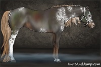 Horse Color:White Spotted Liver Chestnut 