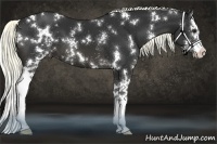 Horse Color:White Spotted Liver Chestnut Splash 