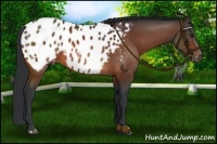 Horse Color:Bay Appaloosa