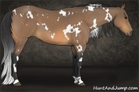 Horse Color:White Spotted Buckskin