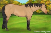Horse Color:Bay Dun Rabicano 