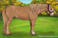 Horse Color:Chestnut  and Chestnut 