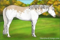 Horse Color:Silver Buckskin Roan Splash 