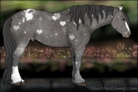 Horse Color:Black Appaloosa 