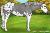 Horse Color:Gray Silver Black Splash Appaloosa 