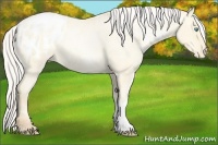 Horse Color:Silver Classic Cream Champagne Pearl Dun Appaloosa