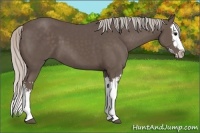 Horse Color:Silver Black Splash 