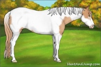 Horse Color:Gold Champagne Tobiano Frame Rabicano 
