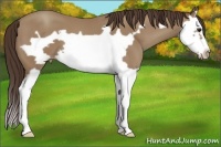 Horse Color:Classic Champagne Splash Frame