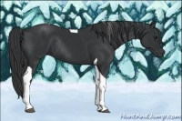 Horse Color:Black Tobiano Rabicano 