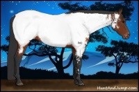 Horse Color:Brown Appaloosa