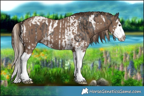 Horse Color:Liver Chestnut Sabino Splash Tobiano  and Liver Red Dun Splash 