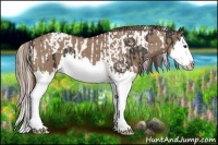 Horse Color:Liver Chestnut Sabino Splash Tobiano and Liver Red Dun Splash