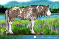 Horse Color:Liver Chestnut Sabino Splash Tobiano  and Liver Red Dun Splash 