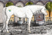 Horse Color:Cremello Appaloosa 