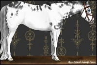 Horse Color:Blue Roan Splash Frame Appaloosa 