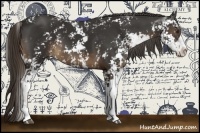 Horse Color:Liver Chestnut Sabino 