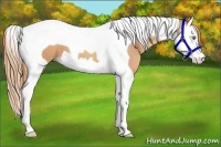 Horse Color:Gold Champagne Splash Tobiano 