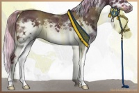Horse Color:White Spotted Chocolate Palomino Sabino Splash Frame 