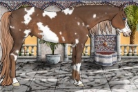 Horse Color:White Spotted Liver Chestnut Frame 