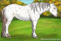 Horse Color:Amber Champagne Appaloosa  and Amber Champagne Appaloosa 