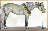 Horse Color:White Spotted Silver Grullo Chinchilla Ice 