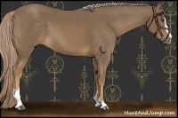 Horse Color:Chocolate Palomino Sabino 