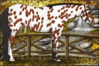 Horse Color:Bay Appaloosa 