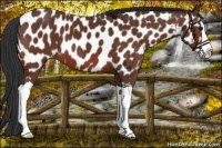 Horse Color:Brown Splash Near Leopard 