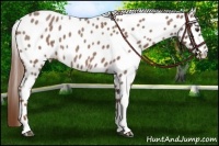 Horse Color:Red Roan Appaloosa 