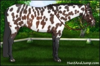 Horse Color:Bay Roan Near Leopard 
