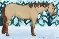 Horse Color:Red Dun 