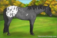 Horse Color:Blue Roan Appaloosa 