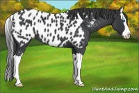 Horse Color:Blue Roan Splash Appaloosa