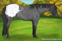 Horse Color:Blue Roan Snowcap Rabicano 