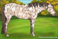 Horse Color:Sable Champagne Appaloosa  and Amber Champagne Appaloosa 