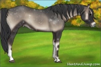 Horse Color:Blue Onyx
