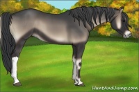 Horse Color:Blue Onyx 