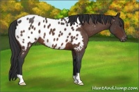 Horse Color:Brown Roan Near Leopard