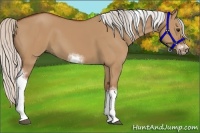 Horse Color:Silver Bay Dun Sabino Tobiano Frame Rabicano 