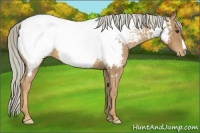 Horse Color:Palomino Appaloosa 