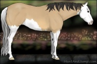 Horse Color:Buckskin Roan Splash 