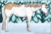 Horse Color:Silver Bay Roan Splash 