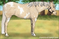 Horse Color:White Spotted Gold Cream Champagne Snowflake Varnish 
