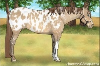 Horse Color:Amber Cream Champagne Appaloosa 